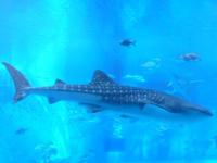 ジンベイザメ.JPG