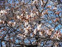 今日の明法の桜